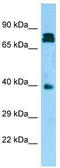 NDRG Family Member 4 antibody, TA338023, Origene, Western Blot image 