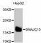 DnaJ homolog subfamily C member 15 antibody, abx125326, Abbexa, Western Blot image 