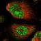 LDL Receptor Related Protein 4 antibody, NBP1-81240, Novus Biologicals, Immunofluorescence image 