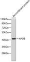 Apolipoprotein B antibody, 14-891, ProSci, Western Blot image 