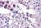 Frizzled Class Receptor 9 antibody, GTX88765, GeneTex, Immunohistochemistry paraffin image 