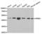Nuclear Receptor Subfamily 0 Group B Member 1 antibody, abx001448, Abbexa, Western Blot image 