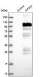 Kinesin-like protein KIF20A antibody, NBP1-87176, Novus Biologicals, Western Blot image 