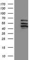 Cytochrome P450 Family 2 Subfamily C Member 9 antibody, TA503816, Origene, Western Blot image 