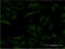 C-C Motif Chemokine Ligand 17 antibody, LS-C198166, Lifespan Biosciences, Immunofluorescence image 