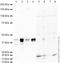 RNA-binding protein Musashi homolog 1 antibody, ab21628, Abcam, Western Blot image 