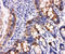 Peroxiredoxin 3 antibody, LS-C312978, Lifespan Biosciences, Immunohistochemistry paraffin image 