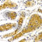 Somatoliberin antibody, A5343, ABclonal Technology, Immunohistochemistry paraffin image 