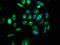 Multiple EGF Like Domains 9 antibody, CSB-PA872434LA01HU, Cusabio, Immunofluorescence image 