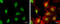 BLM RecQ Like Helicase antibody, GTX108868, GeneTex, Immunofluorescence image 
