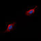 C5a anaphylatoxin chemotactic receptor antibody, abx133168, Abbexa, Western Blot image 