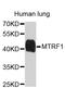 Mitochondrial Translation Release Factor 1 antibody, abx003218, Abbexa, Western Blot image 