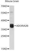 Adenosine A2b Receptor antibody, A1953, ABclonal Technology, Western Blot image 