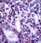 Phospholipid Scramblase 4 antibody, LS-C163801, Lifespan Biosciences, Immunohistochemistry paraffin image 