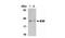 BCL2 Like 11 antibody, NBP1-76963, Novus Biologicals, Western Blot image 