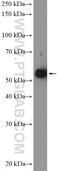 Cholinergic Receptor Nicotinic Alpha 1 Subunit antibody, 10613-1-AP, Proteintech Group, Western Blot image 