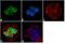 Polypyrimidine tract-binding protein 1 antibody, 32-5000, Invitrogen Antibodies, Immunofluorescence image 