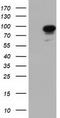 Phosphoinositide-3-Kinase Adaptor Protein 1 antibody, TA501760S, Origene, Western Blot image 