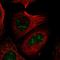 Proline, Glutamate And Leucine Rich Protein 1 antibody, HPA053966, Atlas Antibodies, Immunofluorescence image 