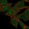 Leucine-rich repeat neuronal protein 3 antibody, HPA046792, Atlas Antibodies, Immunocytochemistry image 