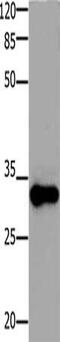 2-Aminoethanethiol Dioxygenase antibody, CSB-PA934409, Cusabio, Western Blot image 