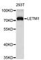 Leucine Zipper And EF-Hand Containing Transmembrane Protein 1 antibody, STJ26514, St John