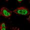 Biorientation Of Chromosomes In Cell Division 1 Like 1 antibody, HPA037362, Atlas Antibodies, Immunocytochemistry image 