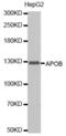 Apolipoprotein B antibody, abx001189, Abbexa, Western Blot image 