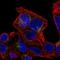 Equilibrative nucleoside transporter 3 antibody, HPA057905, Atlas Antibodies, Immunofluorescence image 