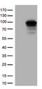 DEAD-Box Helicase 4 antibody, TA813369S, Origene, Western Blot image 