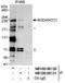 Kinetochore-associated protein 1 antibody, NB100-88131, Novus Biologicals, Immunoprecipitation image 