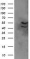 Dixin antibody, CF505550, Origene, Western Blot image 