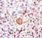 BAX antibody, AM32861PU-S, Origene, Immunohistochemistry frozen image 