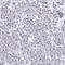 Oncomodulin antibody, HPA046422, Atlas Antibodies, Immunohistochemistry frozen image 