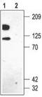 Potassium Voltage-Gated Channel Subfamily B Member 1 antibody, TA328931, Origene, Western Blot image 