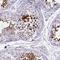 Leucine Rich Repeat Containing 37A antibody, HPA043056, Atlas Antibodies, Immunohistochemistry frozen image 