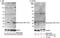 BH3 Interacting Domain Death Agonist antibody, A300-528A, Bethyl Labs, Immunoprecipitation image 