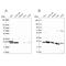 Ribosomal Protein S5 antibody, NBP2-49198, Novus Biologicals, Western Blot image 