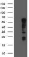 Tripartite Motif Containing 9 antibody, TA800062AM, Origene, Western Blot image 
