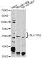 Solute Carrier Family 18 Member A2 antibody, MBS126576, MyBioSource, Western Blot image 
