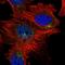 Kruppel Like Factor 7 antibody, HPA030490, Atlas Antibodies, Immunofluorescence image 