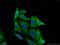 Prolyl endopeptidase antibody, 11536-1-AP, Proteintech Group, Immunofluorescence image 