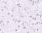 Cerebral Dopamine Neurotrophic Factor antibody, 4345, ProSci, Immunohistochemistry paraffin image 