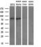 Heat Shock Protein Family A (Hsp70) Member 9 antibody, GTX84331, GeneTex, Western Blot image 