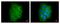 Caveolin 2 antibody, LS-C185970, Lifespan Biosciences, Immunocytochemistry image 
