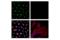 LMO2 antibody, 87182S, Cell Signaling Technology, Immunofluorescence image 