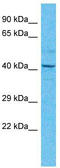 TEA domain family member 4 antibody, TA343372, Origene, Western Blot image 