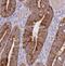 ARK5 antibody, FNab00570, FineTest, Immunohistochemistry frozen image 