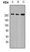 GNAS Complex Locus antibody, orb340933, Biorbyt, Western Blot image 