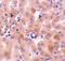 BCL2 Related Protein A1 antibody, NBP1-76715, Novus Biologicals, Immunohistochemistry frozen image 